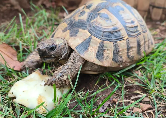 Romana Apartamento *